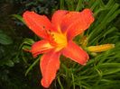 Hemerocallis Red (2017, June 28)