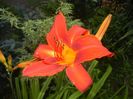 Hemerocallis Red (2017, June 29)