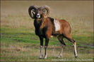 mouflon-xxximg_7140mw