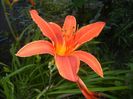 Hemerocallis Red (2017, July 05)