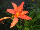 Hemerocallis Red (2017, July 05)