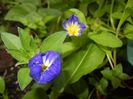 Dwarf Morning Glory (2017, June 28)