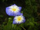 Dwarf Morning Glory (2017, June 29)