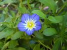 Dwarf Morning Glory (2017, July 07)