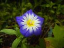 Dwarf Morning Glory (2017, July 18)