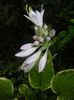 Hosta Aureomarginata (2017, July 04)