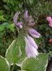 Hosta Aureomarginata (2017, July 06)