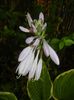 Hosta Aureomarginata (2017, July 06)