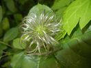 Clematis Pamela Jackman (2017, Jun.02)