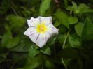 Dwarf Morning Glory (2017, July 04)