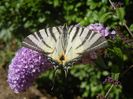 Eastern Tiger Swallowtail (2017, Jul.05)