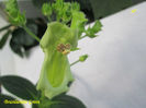Brasiliensis Green(16-10-2017)\