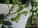 Brasiliensis Green(16-10-2017)\