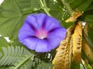 Morning Glory_Ipomoea (2017, Aug.29)