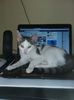IMG-20170917-WA0004