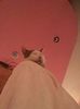 IMG-20170922-WA0006