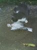 IMG-20170923-WA0002
