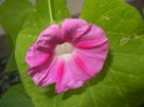 Morning Glory_Ipomoea (2017, Sep.01)