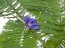 Morning Glory_Ipomoea (2017, Sep.05)