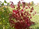 cornus kousa
