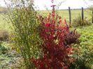 cornus kousa