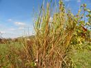 miscanthus sinensis Zebrinus