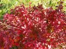 berberis Admiration