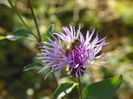 centaurea cyanus