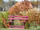 rhus typhina Laciniata