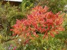 rhus typhina Laciniata