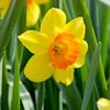 NarcissusLoveday