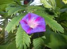 Morning Glory_Ipomoea (2017, Sep.14)