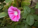 Morning Glory_Ipomoea (2017, Sep.20)