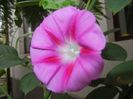 Morning Glory_Ipomoea (2017, Sep.20)