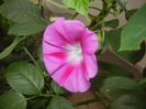 Morning Glory_Ipomoea (2017, Sep.20)