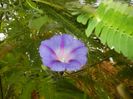 Morning Glory_Ipomoea (2017, Oct.15)