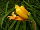 Hemerocallis Frans Hals (2017, Jun.15)