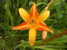 Hemerocallis Frans Hals (2017, Jul.14)