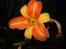Hemerocallis Frans Hals (2017, Jul.29)