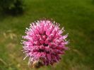 Allium sphaerocephalon (2017, June 28)