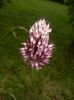 Allium sphaerocephalon (2017, July 04)