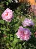 Mary rose