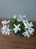 Lunar Lily White