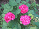 Picture 8019