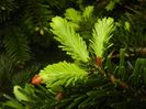 Abies nordmanniana (2017, Apr.30)