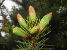 Picea abies (2017, April 20)