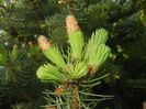 Picea abies (2017, April 24)