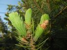 Picea abies (2017, April 24)