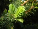 Picea abies (2017, April 24)