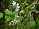 Syringa patula Miss Kim (2017, May 11)